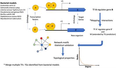 Homology-based reconstruction of regulatory networks for bacterial and archaeal genomes